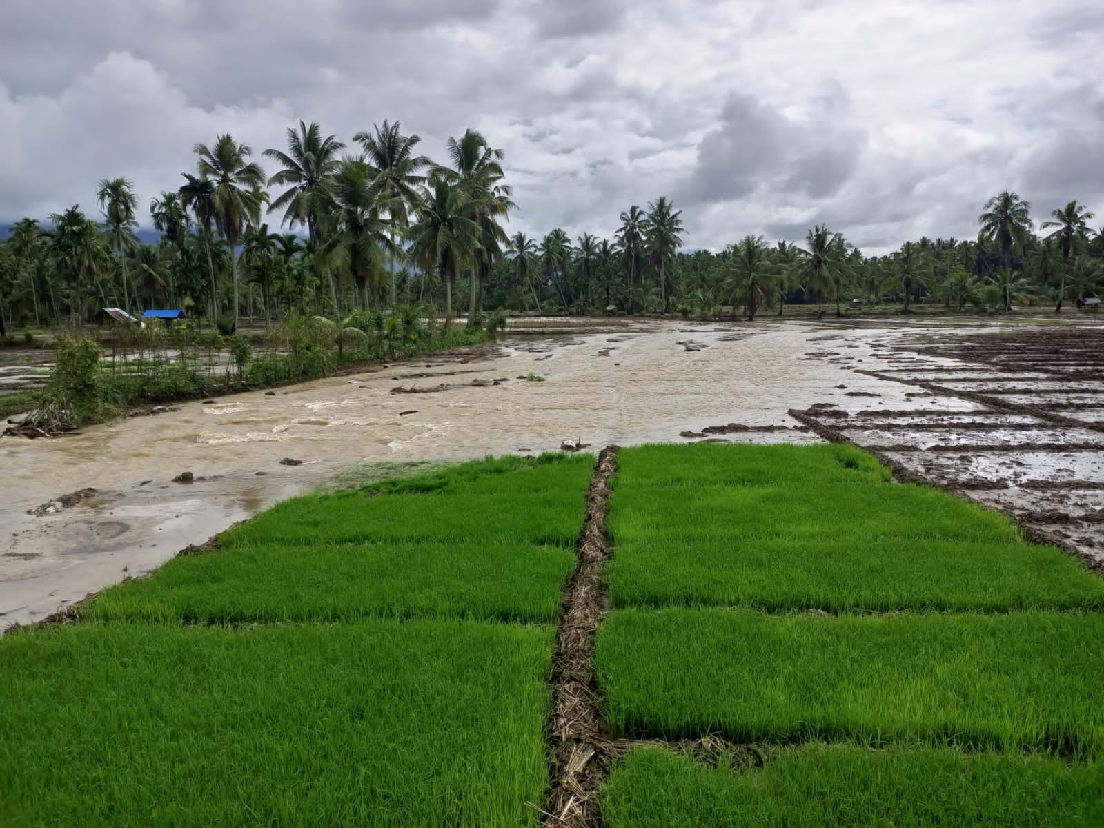 Puluhan Hektar Lahan Pertanian Warga Adian Jior Rusak Diterjang Banjir IMG-20211219-WA0057
