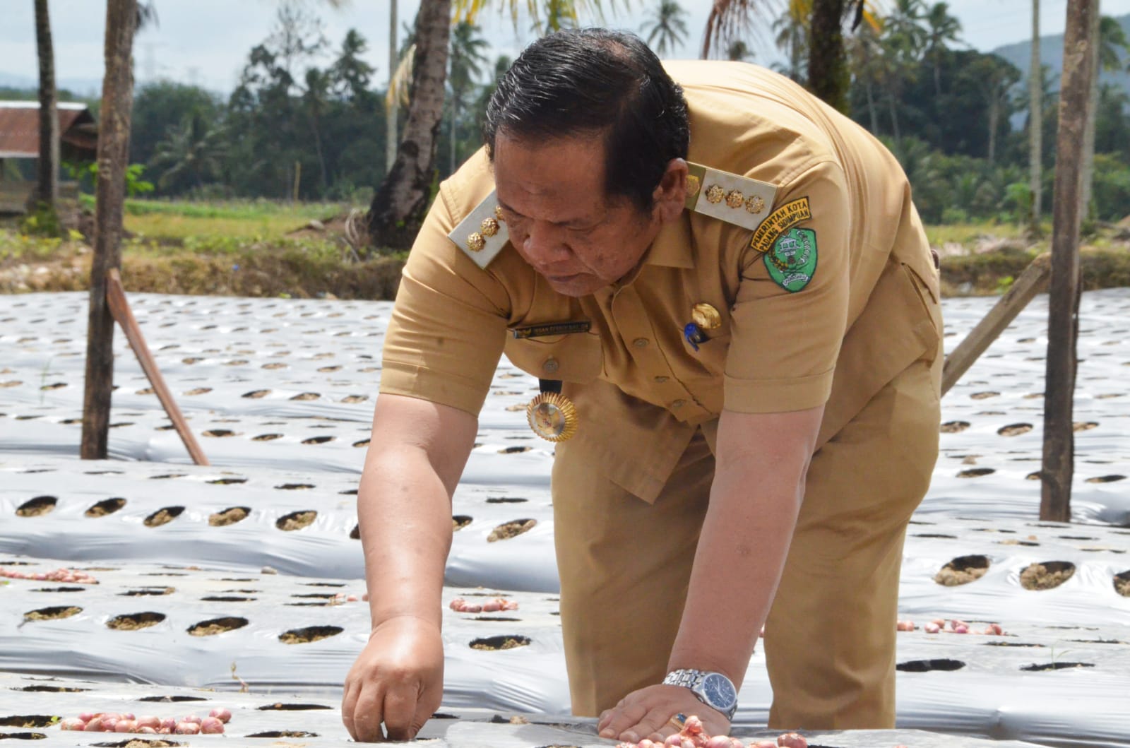 Walikota Irsan Efendi, Peresmian Jalan Usaha Tani, Tanam Bawang, Desa Goti, Padangsidimpuan